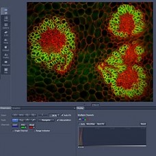 AxioVision 4 Module Multichannel Fluorescence